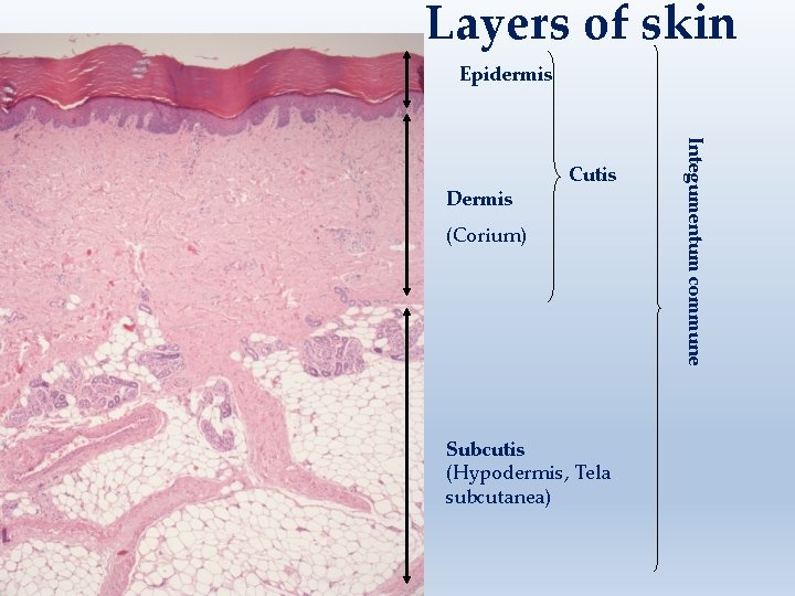 Layers of skin Epidermis (Corium) Subcutis (Hypodermis, Tela subcutanea) Integumentum commune Dermis Cutis 