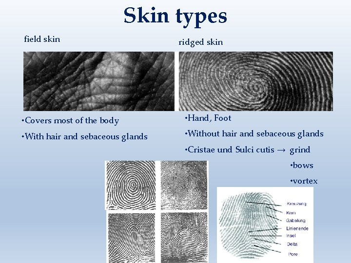 Skin types field skin ridged skin • Covers most of the body • Hand,