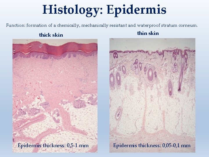 Histology: Epidermis Function: formation of a chemically, mechanically resistant and waterproof stratum corneum. thick