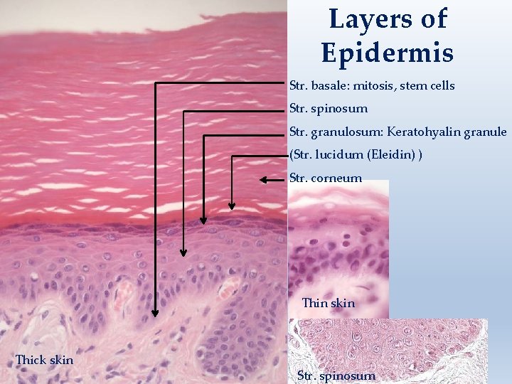 Layers of Epidermis Str. basale: mitosis, stem cells Str. spinosum Str. granulosum: Keratohyalin granule