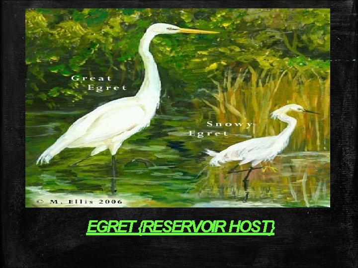 EGRET {RESERVOIR HOST} EGRET {RESERVOIR HOST}