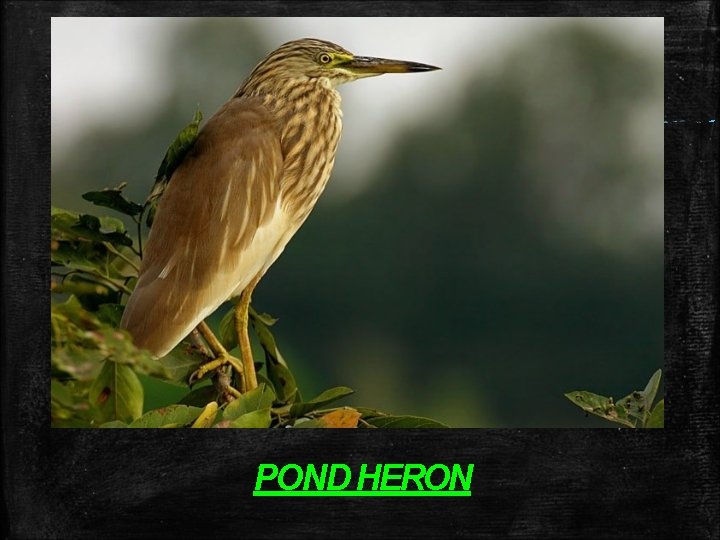 POND HERON POND HERON