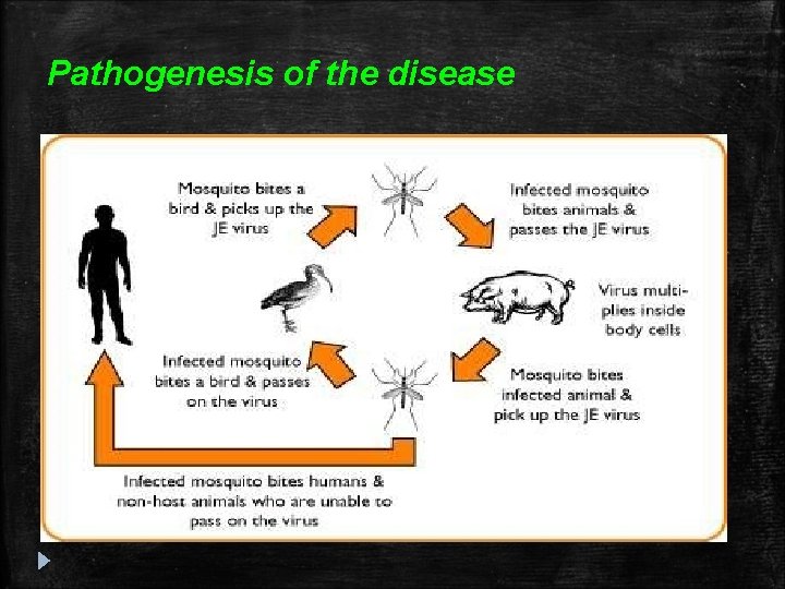 Pathogenesis of the disease Pathogenesis of the disease