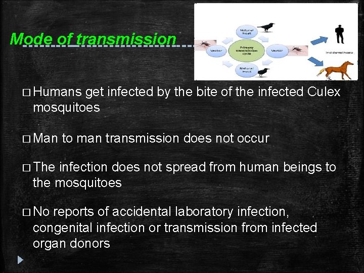 Mode of transmission � Humans get infected by the bite of the infected Culex Mode of transmission � Humans get infected by the bite of the infected Culex