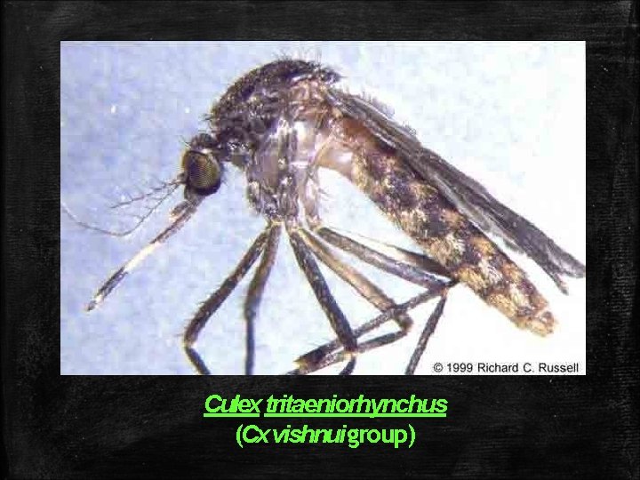 Culex tritaeniorhynchus (Cx vishnui group) Culex tritaeniorhynchus (Cx vishnui group)