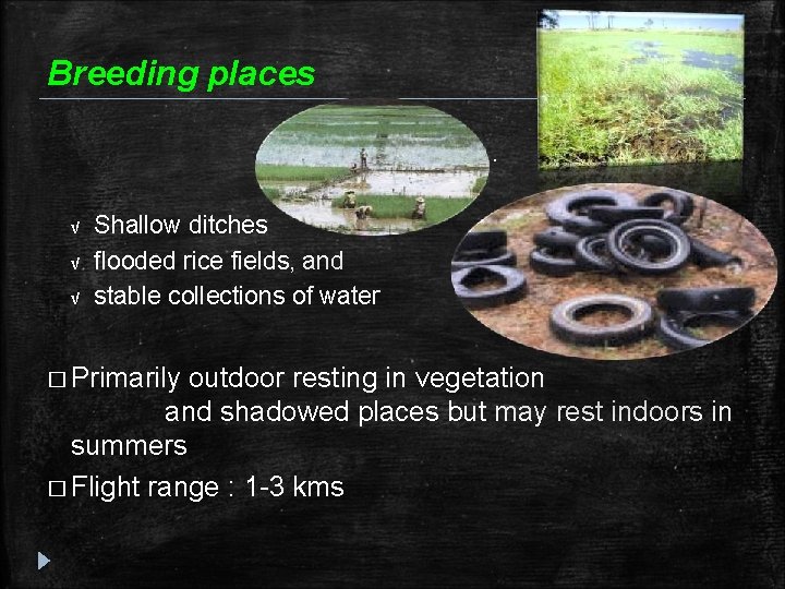 Breeding places � It √ √ breeds in. . . water pools, Shallow ditches Breeding places � It √ √ breeds in. . . water pools, Shallow ditches