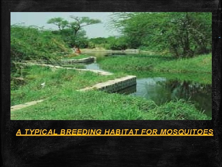 A TYPICAL BREEDING HABITAT FOR MOSQUITOES A TYPICAL BREEDING HABITAT FOR MOSQUITOES