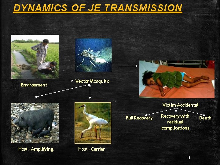 DYNAMICS OF JE TRANSMISSION Environment Vector Mosquito Victim-Accidental Full Recovery Host - Amplifying Recovery DYNAMICS OF JE TRANSMISSION Environment Vector Mosquito Victim-Accidental Full Recovery Host - Amplifying Recovery