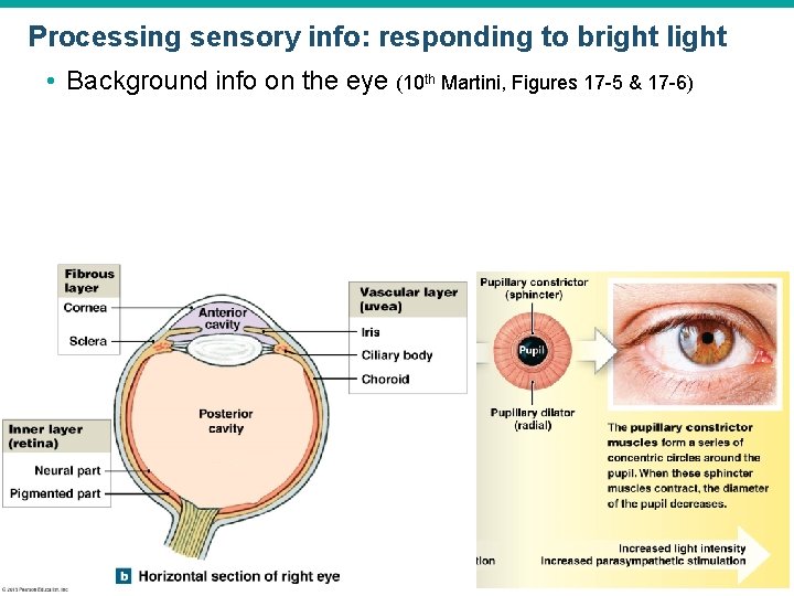 Processing sensory info: responding to bright light • Background info on the eye (10 Processing sensory info: responding to bright light • Background info on the eye (10