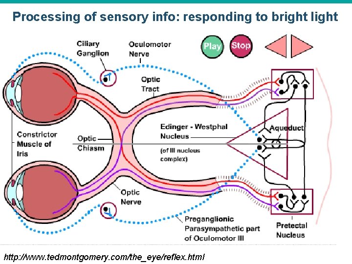 Processing of sensory info: responding to bright light © 2015 Pearson Education, Inc. http: Processing of sensory info: responding to bright light © 2015 Pearson Education, Inc. http: