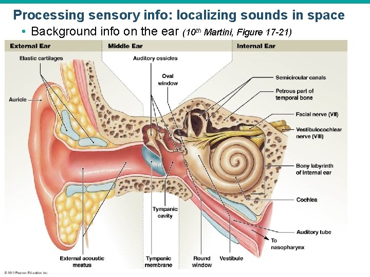 Processing sensory info: localizing sounds in space • Background info on the ear (10 Processing sensory info: localizing sounds in space • Background info on the ear (10