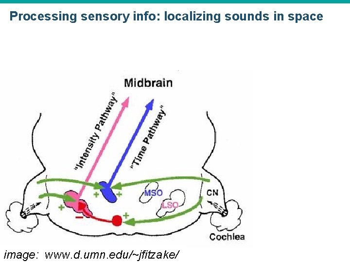 Processing sensory info: localizing sounds in space image: www. d. umn. edu/~jfitzake/ © 2015 Processing sensory info: localizing sounds in space image: www. d. umn. edu/~jfitzake/ © 2015