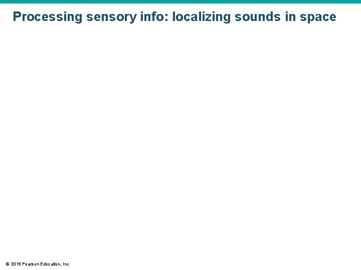 Processing sensory info: localizing sounds in space © 2015 Pearson Education, Inc. Processing sensory info: localizing sounds in space © 2015 Pearson Education, Inc.