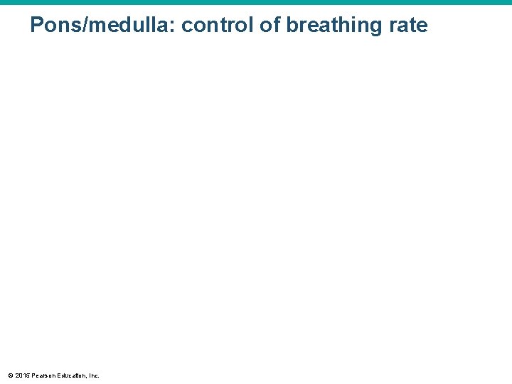 Pons/medulla: control of breathing rate © 2015 Pearson Education, Inc. Pons/medulla: control of breathing rate © 2015 Pearson Education, Inc.