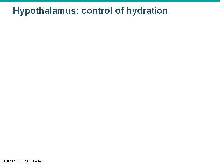 Hypothalamus: control of hydration © 2015 Pearson Education, Inc. Hypothalamus: control of hydration © 2015 Pearson Education, Inc.