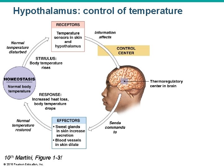 Hypothalamus: control of temperature 10 th Martini, Figure 1 -3! © 2015 Pearson Education, Hypothalamus: control of temperature 10 th Martini, Figure 1 -3! © 2015 Pearson Education,
