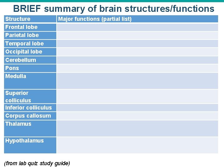 BRIEF summary of brain structures/functions Structure Frontal lobe Parietal lobe Temporal lobe Occipital lobe BRIEF summary of brain structures/functions Structure Frontal lobe Parietal lobe Temporal lobe Occipital lobe