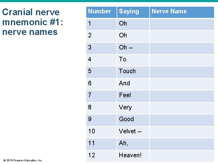 Cranial nerve mnemonic #1: nerve names © 2015 Pearson Education, Inc. Number Saying 1 Cranial nerve mnemonic #1: nerve names © 2015 Pearson Education, Inc. Number Saying 1