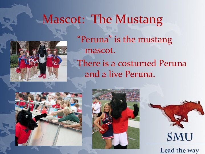 Mascot: The Mustang “Peruna” is the mustang mascot. There is a costumed Peruna and