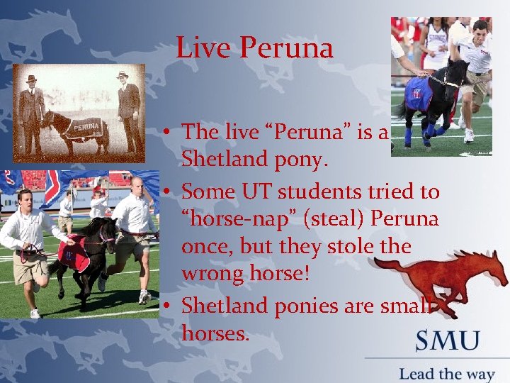 Live Peruna • The live “Peruna” is a Shetland pony. • Some UT students
