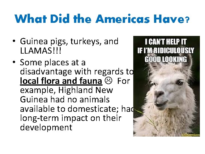 What Did the Americas Have? • Guinea pigs, turkeys, and LLAMAS!!! • Some places