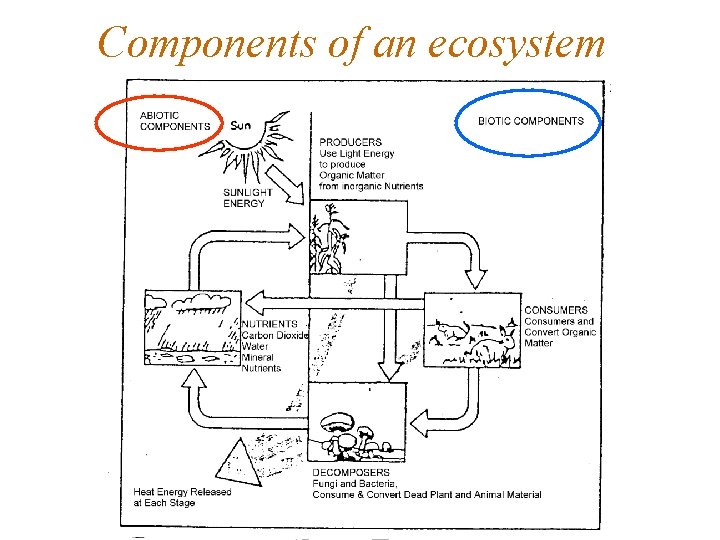 Components of an ecosystem 