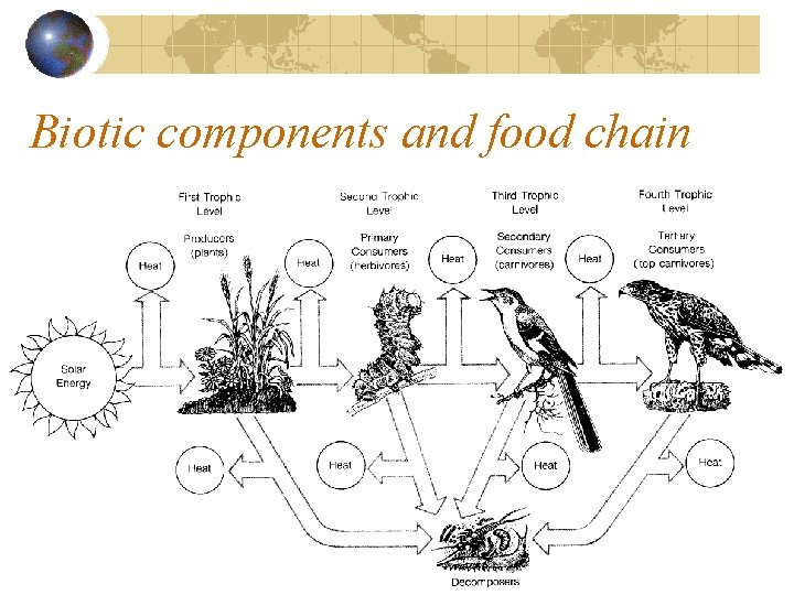 Biotic components and food chain 