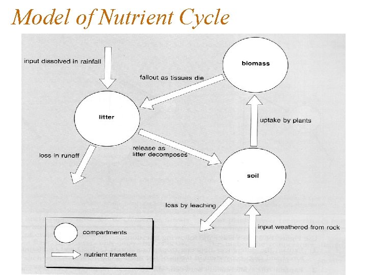 Model of Nutrient Cycle 
