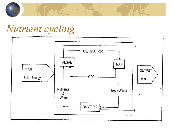 Nutrient cycling 
