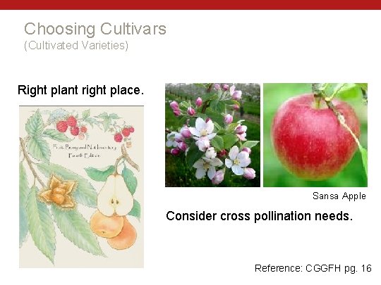 Choosing Cultivars (Cultivated Varieties) Right plant right place. Sansa Apple Consider cross pollination needs.