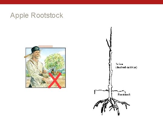 Apple Rootstock X 