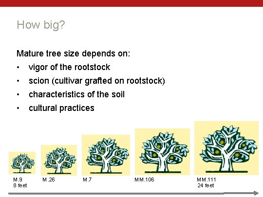 How big? Mature tree size depends on: • vigor of the rootstock • scion