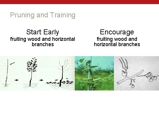 Pruning and Training Start Early Encourage fruiting wood and horizontal branches 