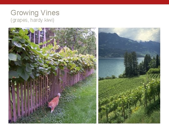 Growing Vines (grapes, hardy kiwi) 