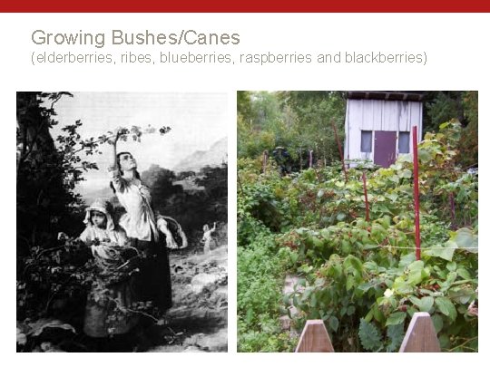 Growing Bushes/Canes (elderberries, ribes, blueberries, raspberries and blackberries) 