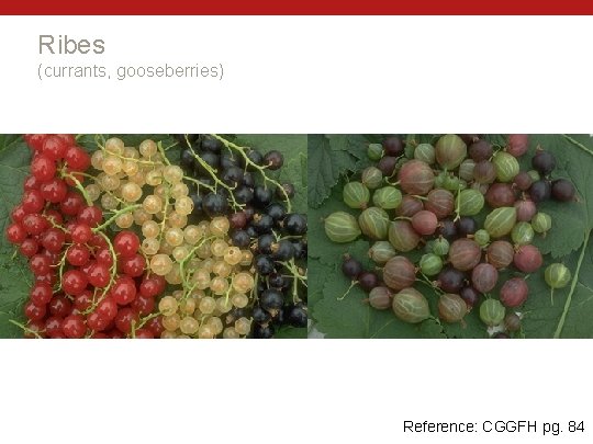 Ribes (currants, gooseberries) Reference: CGGFH pg. 84 