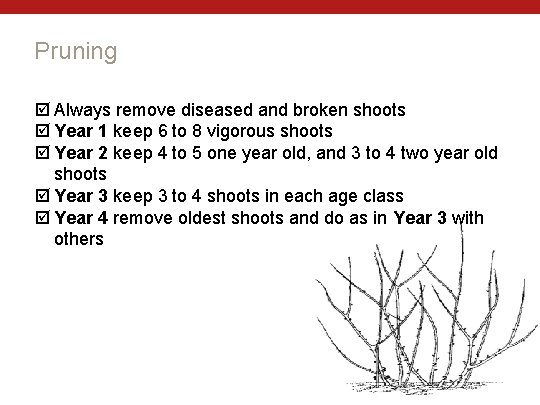 Pruning Always remove diseased and broken shoots Year 1 keep 6 to 8 vigorous