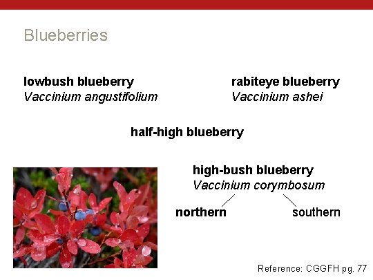 Blueberries rabiteye blueberry Vaccinium ashei lowbush blueberry Vaccinium angustifolium half-high blueberry high-bush blueberry Vaccinium