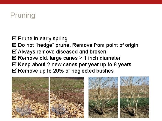 Pruning Prune in early spring Do not “hedge” prune. Remove from point of origin