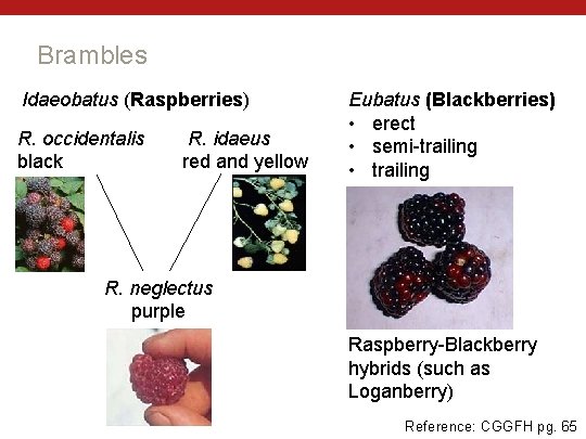 Brambles Idaeobatus (Raspberries) R. occidentalis R. idaeus black red and yellow Eubatus (Blackberries) •