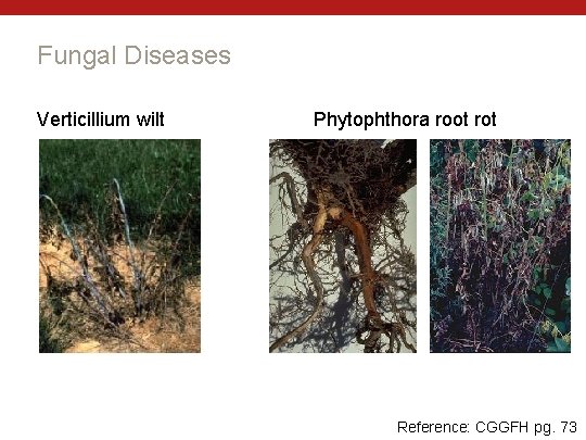 Fungal Diseases Verticillium wilt Phytophthora root rot Reference: CGGFH pg. 73 