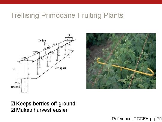 Trellising Primocane Fruiting Plants Keeps berries off ground Makes harvest easier Reference: CGGFH pg.