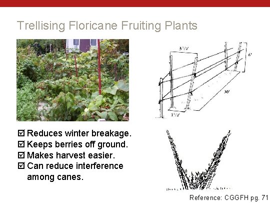 Trellising Floricane Fruiting Plants Reduces winter breakage. Keeps berries off ground. Makes harvest easier.
