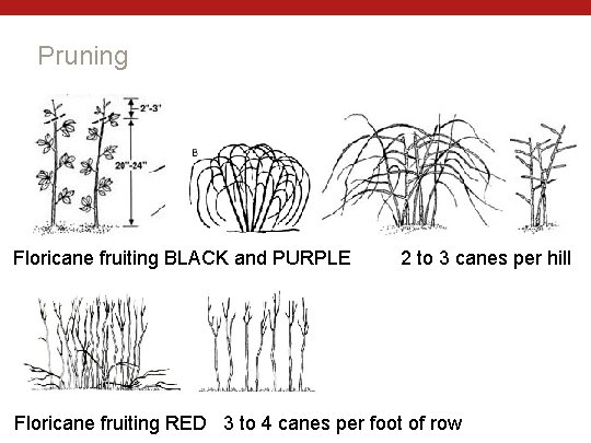 Pruning Floricane fruiting BLACK and PURPLE 2 to 3 canes per hill Floricane fruiting