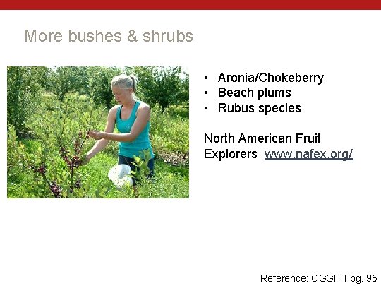 More bushes & shrubs • Aronia/Chokeberry • Beach plums • Rubus species North American