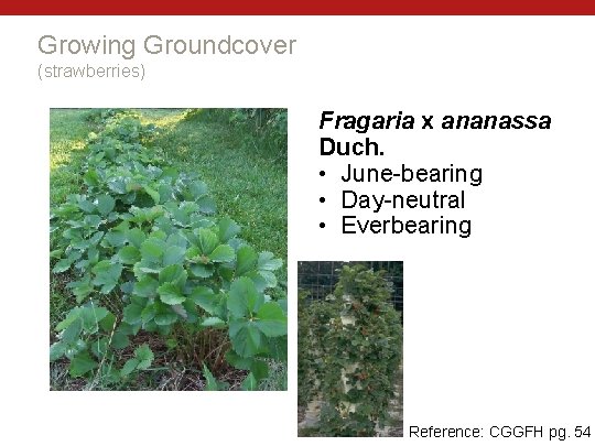 Growing Groundcover (strawberries) Fragaria x ananassa Duch. • June-bearing • Day-neutral • Everbearing Reference: