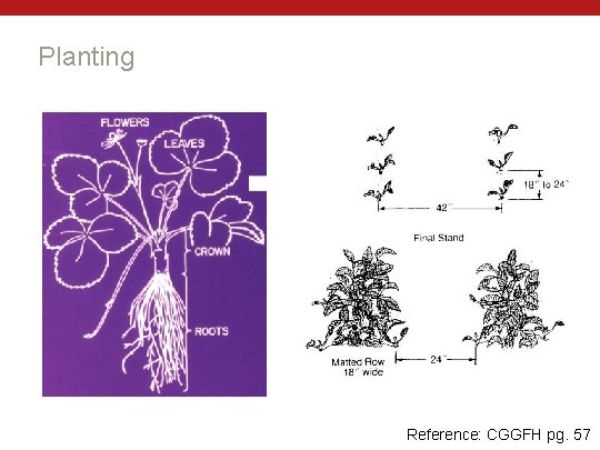 Planting Reference: CGGFH pg. 57 