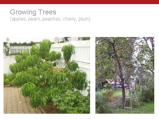 Growing Trees (apples, pears, peaches, cherry, plum) 