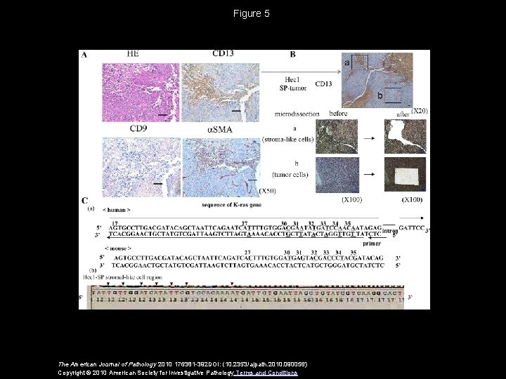 Figure 5 The American Journal of Pathology 2010 176381 -392 DOI: (10. 2353/ajpath. 2010.