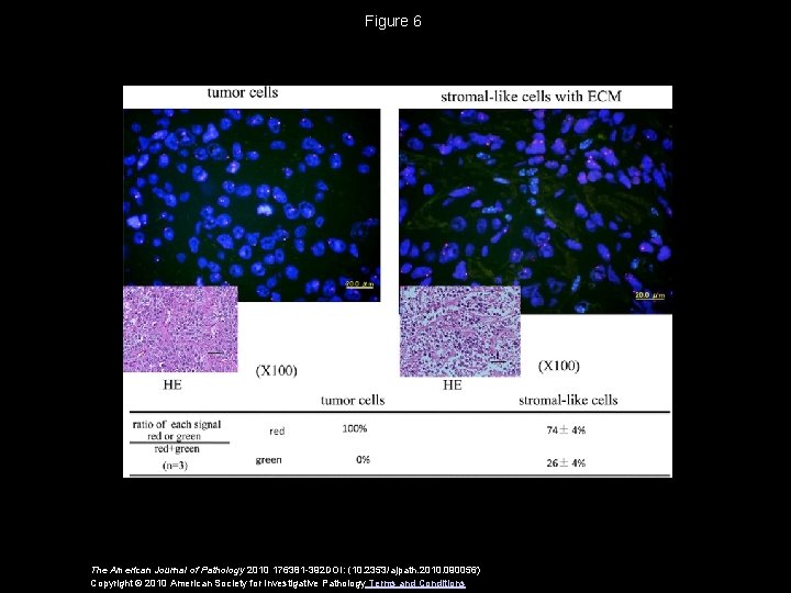 Figure 6 The American Journal of Pathology 2010 176381 -392 DOI: (10. 2353/ajpath. 2010.